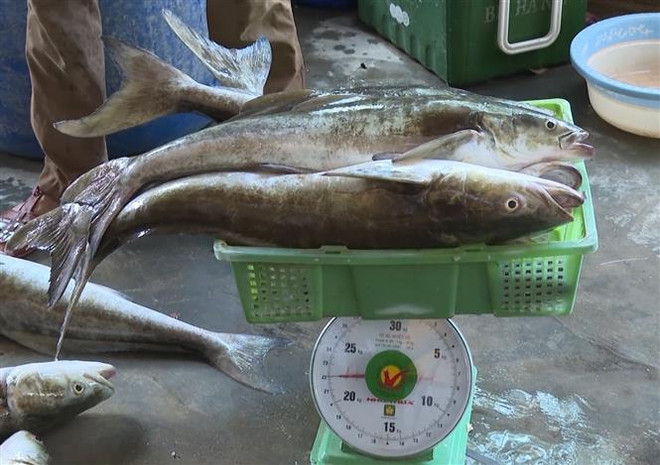 Ứng dụng mô hình nuôi cá bớp trên biển đầu tiên tại Quảng Bình ảnh 2