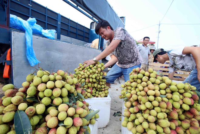 Hưng Yên: Vải lai Phù Cừ được mùa, được giá, nông dân phấn khởi ảnh 1