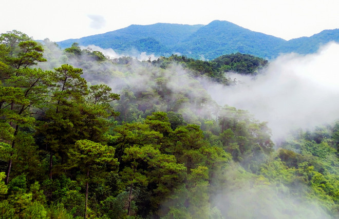 vnp_vuon quoc gia Tu Dung.jpg