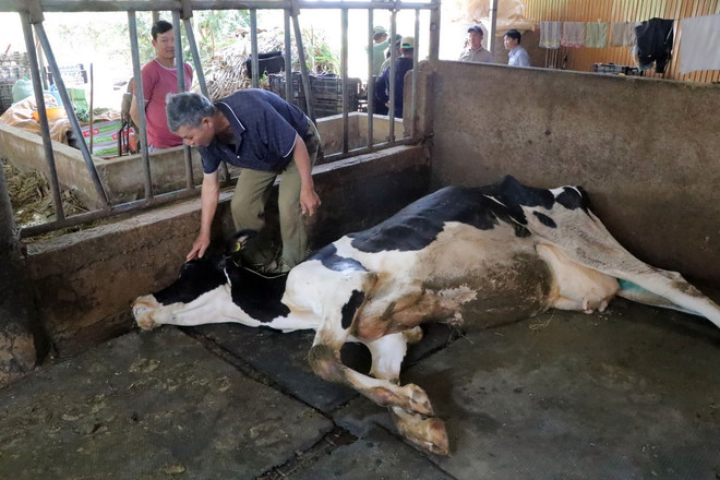 ttxvn_bo sua chet do tiem vaccine Lam dong.jpg