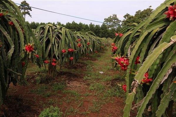 Hướng tới xây dựng vùng nguyên liệu thanh long an toàn ảnh 1