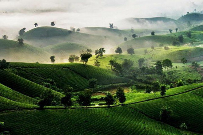 Phú Thọ đầu tư trên 118 tỷ đồng xây dựng thương hiệu chè Phú Thọ ảnh 1