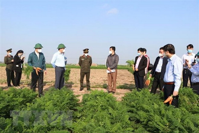 Lãnh đạo tỉnh Hải Dương kiểm tra tình hình sản xuất, tiêu thụ cà rốt tại xã Đức Chính, huyện Cẩm Giàng, sáng 21/2. (Ảnh: Mạnh Minh/TTXVN) Giải pháp nào gỡ khó cho tiêu thụ nông sản tại vùng dịch? ảnh 2