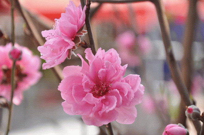 Những điềm lành và kiêng kỵ trong những ngày Tết của người Việt ảnh 1