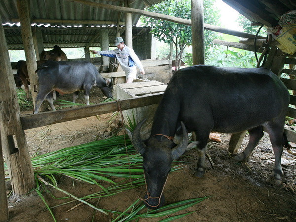 Người dân tái định cư thủy điện Sơn La: Loay hoay tìm sinh kế ảnh 1