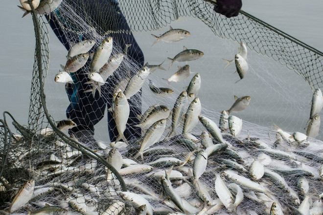 Đánh bắt quá mức trên toàn cầu - hiểm họa tiềm ẩn ở các đại dương ảnh 1