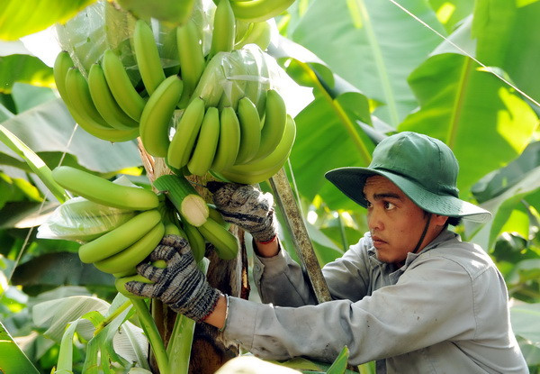 Ngành trồng trọt đặt mục tiêu xuất khẩu trên 21 tỷ USD năm 2018 ảnh 2