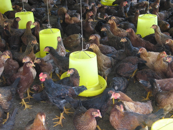 Truy xuất nguồn gốc thịt và trứng gia cầm trước khi ra thị trường ảnh 2