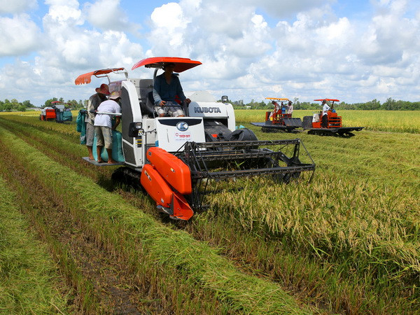 Đồng bằng sông Cửu Long thu hoạch 320.000ha lúa chạy lũ ảnh 1