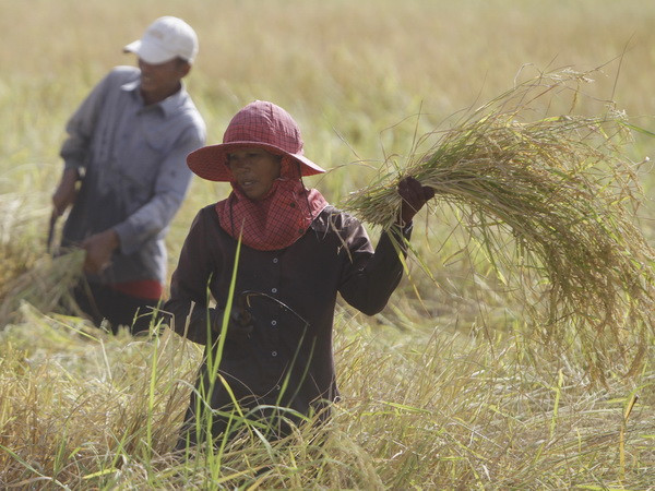 Chính phủ Campuchia lên kế hoạch đẩy mạnh xuất khẩu gạo ảnh 1