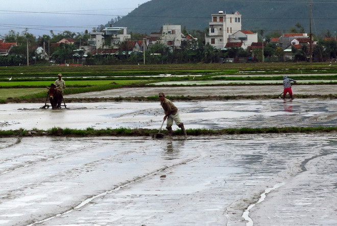Gần 59.000ha đã có nước phục vụ gieo cấy vụ Đông Xuân ảnh 1