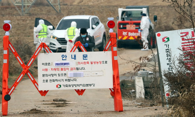 Hàn Quốc phát hiện thêm một ổ cúm gia cầm gần thủ đô Seoul ảnh 1