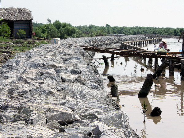 Cà Mau bước vào mùa sạt lở, nguy cơ vỡ đê bất cứ lúc nào ảnh 1