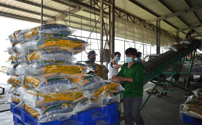 Sản xuất gạo tại Công ty Cổ phần Tập đoàn Tân Long - Chi nhánh Đồng Tháp. (Ảnh: Nhựt An/TTXVN) Thị trường nông sản tuần qua: Cả lúa và gạo đều tăng giá nhẹ ảnh 2