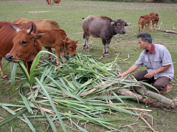 Cựu chiến binh Đắk Nông tích cực giúp nhau giảm nghèo nhanh ảnh 1