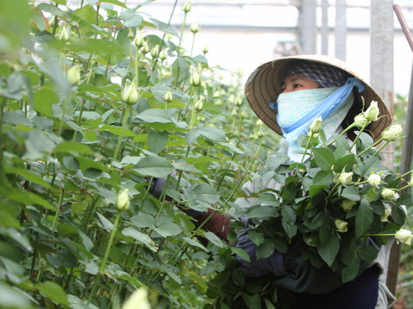 Hoa hồng Đà Lạt tăng giá gấp 3 lần dịp kỷ niệm ngày Phụ nữ Việt Nam ảnh 1