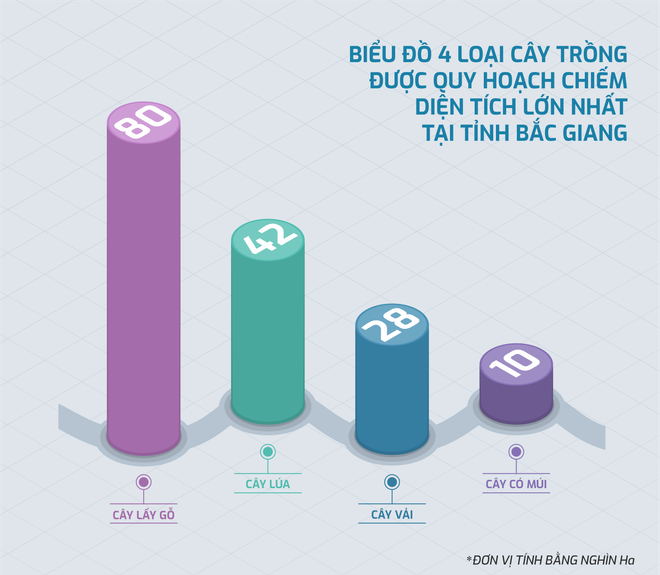 Biểu đồ 4 loại cây có diện tích trồng được quy hoạch lớn nhất trên địa bàn tỉnh Bắc giang Nâng tầm nông sản Việt từ chiến lược mang tên “Vải thiều Bắc Giang' ảnh 4