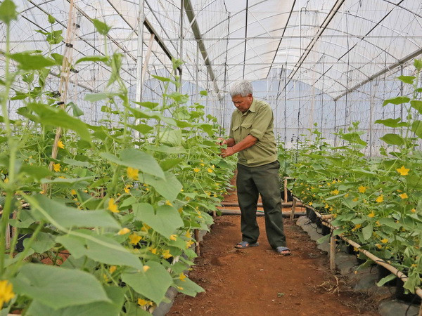 New Zealand hỗ trợ Bình Định hơn 1 triệu USD để trồng rau an toàn ảnh 1