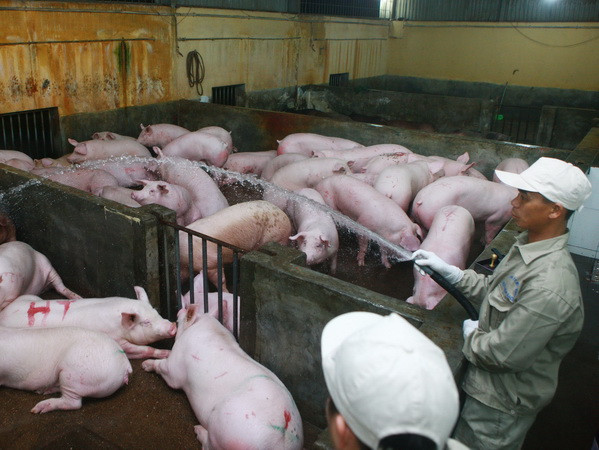 AVR kêu gọi doanh nghiệp hội viên gỡ khó cho ngành chăn nuôi ảnh 1