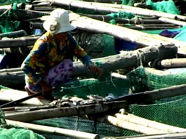 Thừa Thiên-Huế: Cá nuôi lồng bè trên sông Bồ chết hàng loạt ảnh 1