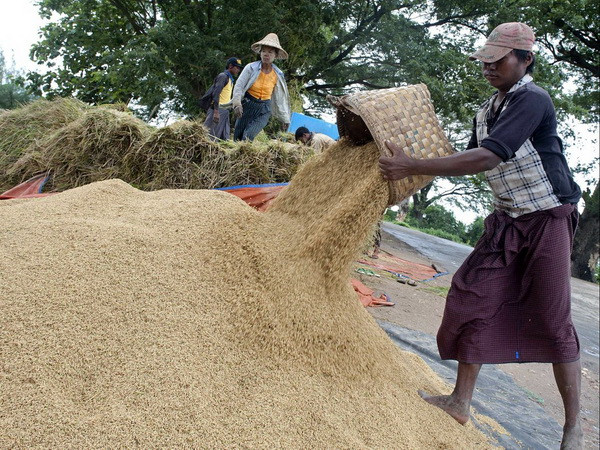 Ấn Độ nối lại nhập khẩu gạo của Myanmar sau ba năm tạm dừng ảnh 1