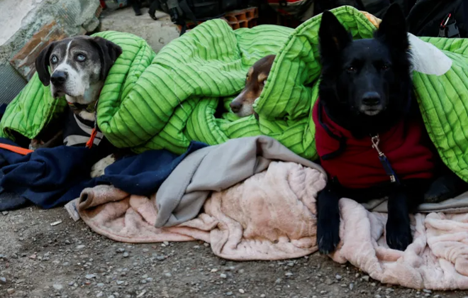 Chó nghiệp vụ, vũ khí đặc biệt trong cuộc tìm kiếm nạn nhân động đất ảnh 2