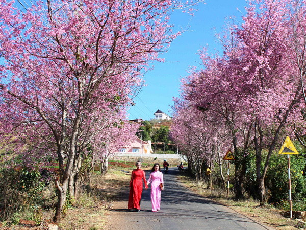 Thành phố Hồ Chí Minh đăng cai tổ chức Lễ hội Nhật Bản ảnh 1