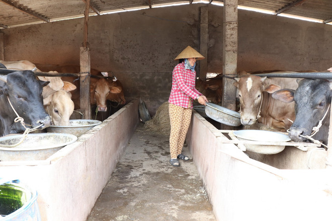 ttxvn_nuoi be Ben Tre.jpg