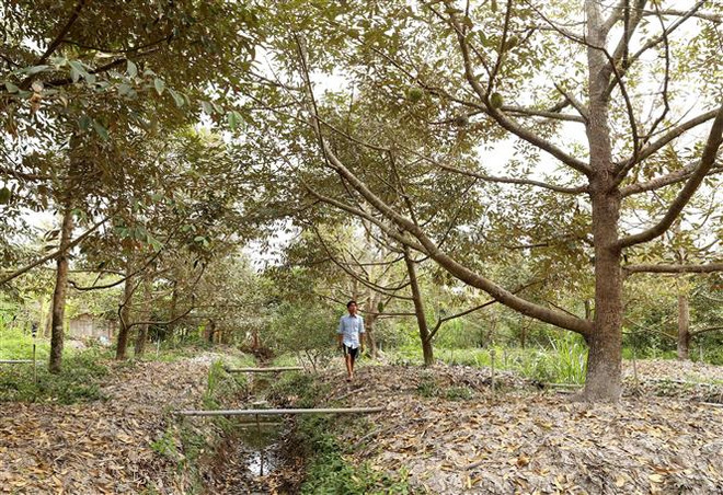 Đề xuất giải pháp giảm độ mặn cho đất nông nghiệp vùng ĐBSCL ảnh 2