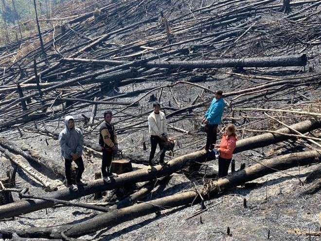 Lâm Đồng: Tạm giữ 5 đối tượng để điều tra hành vi phá rừng phòng hộ ảnh 1