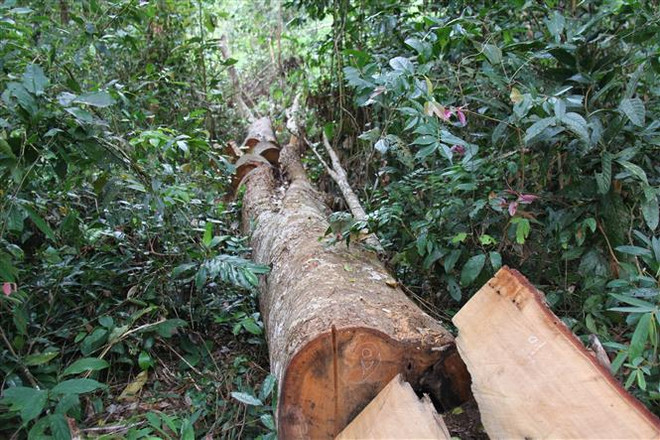 Gia Lai: Điều tra các đối tượng chặt hạ rừng tại huyện Kbang ảnh 2