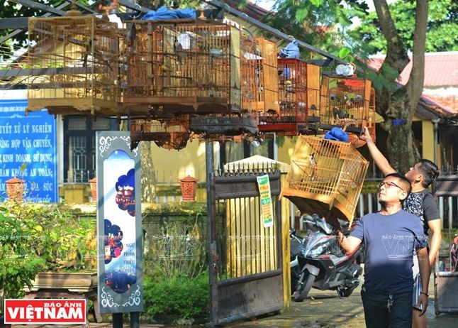 Huế: Rộn rã tiếng chim chào mào líu lo trong Thành nội ảnh 3