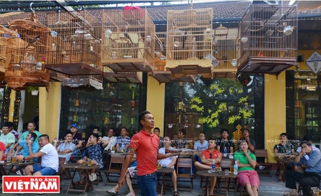 Huế: Rộn rã tiếng chim chào mào líu lo trong Thành nội ảnh 5