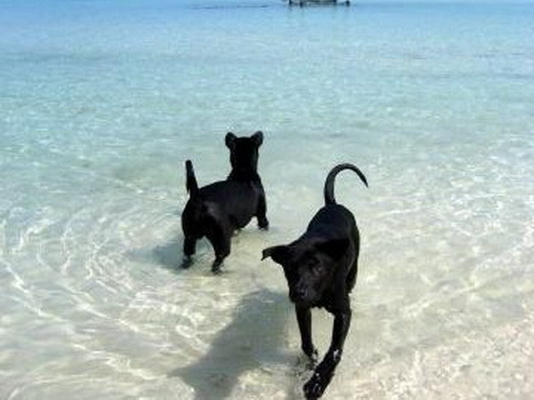 Năm Tuất, điểm lại một số loài chó quý trên thế giới ảnh 10