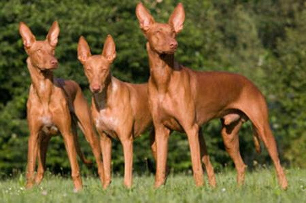 Năm Tuất, điểm lại một số loài chó quý trên thế giới ảnh 2