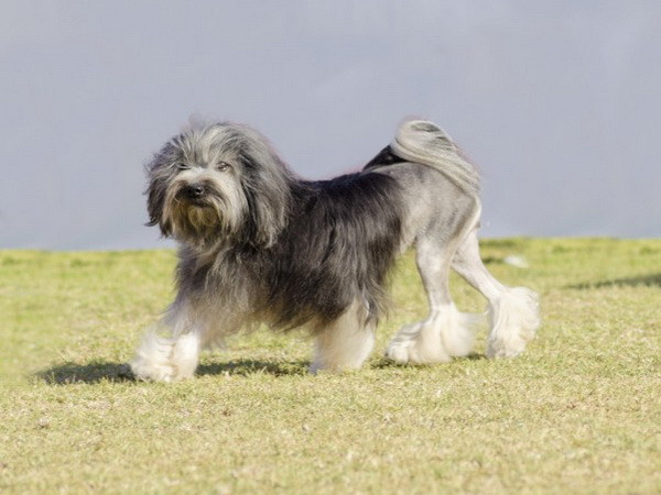 Năm Tuất, điểm lại một số loài chó quý trên thế giới ảnh 5