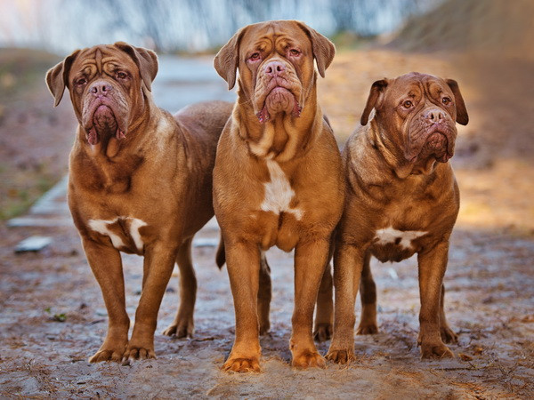 Năm Tuất, điểm lại một số loài chó quý trên thế giới ảnh 9