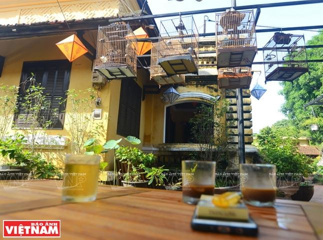 Huế: Rộn rã tiếng chim chào mào líu lo trong Thành nội ảnh 2