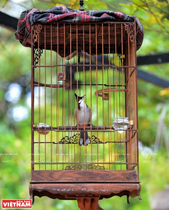 Huế: Rộn rã tiếng chim chào mào líu lo trong Thành nội ảnh 9