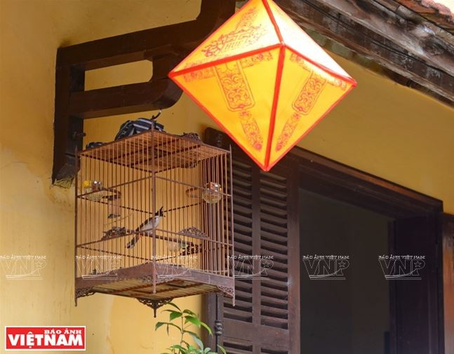 Huế: Rộn rã tiếng chim chào mào líu lo trong Thành nội ảnh 7