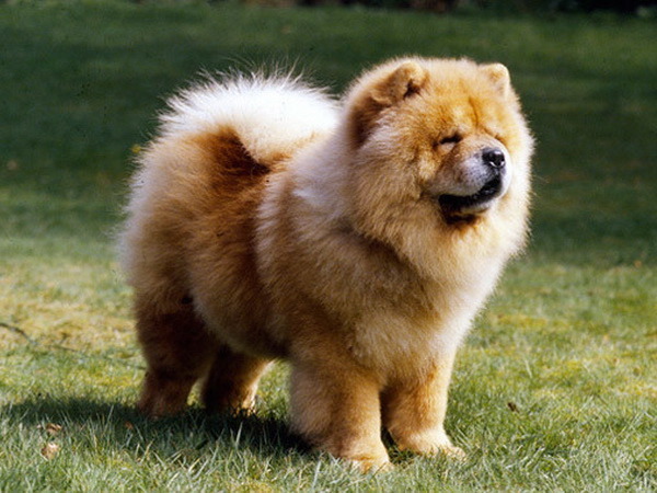 Năm Tuất, điểm lại một số loài chó quý trên thế giới ảnh 6