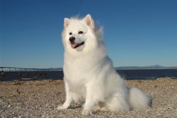 Năm Tuất, điểm lại một số loài chó quý trên thế giới ảnh 4