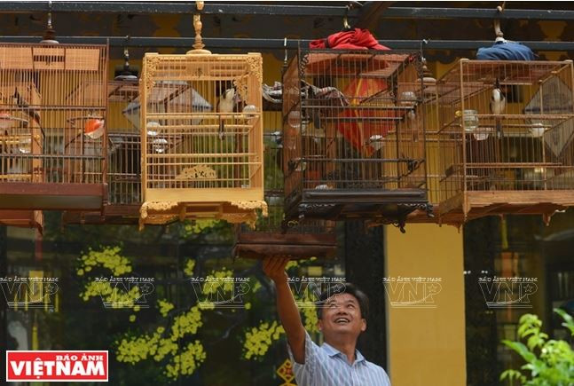 Huế: Rộn rã tiếng chim chào mào líu lo trong Thành nội ảnh 8