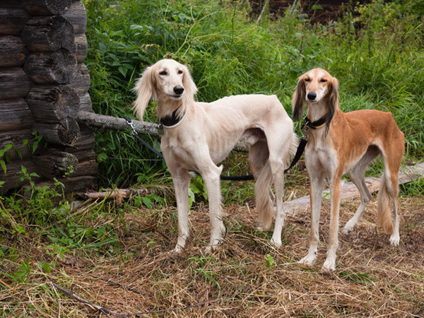 Năm Tuất, điểm lại một số loài chó quý trên thế giới ảnh 1
