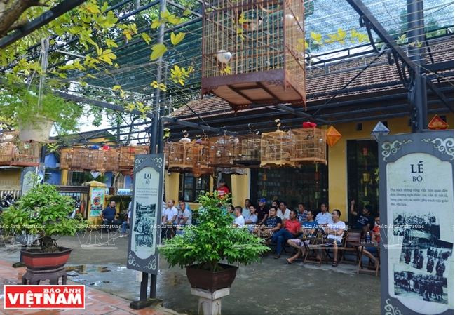 Huế: Rộn rã tiếng chim chào mào líu lo trong Thành nội ảnh 4