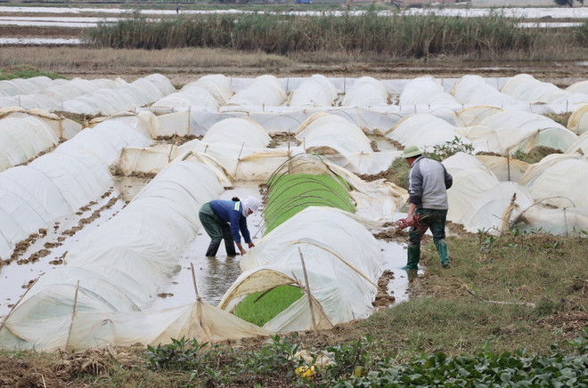 Băng giá, mưa tuyết phủ trắng diện rộng nhiều vùng núi cao phía Bắc ảnh 1