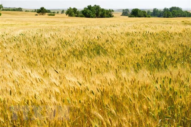 Thị trường nông sản tuần qua: Giá càphê, tiêu giảm mạnh ảnh 3