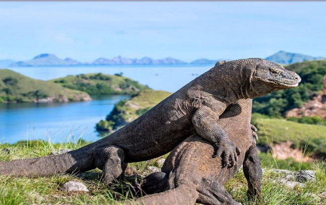 Vườn quốc gia Đông Nusa Tenggara Indonesia có gần 2900 rồng Komodo ảnh 1