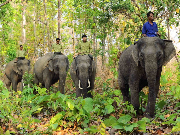 Chủ động ngăn chặn tình trạng xung đột giữa voi rừng với voi nhà ảnh 1
