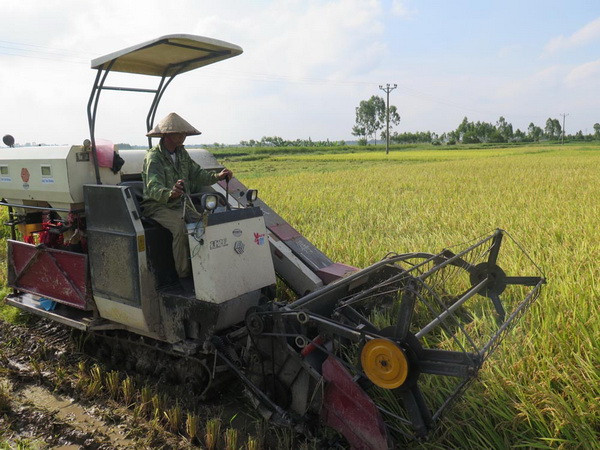 Ba nhóm giải pháp thúc đẩy sản xuất nông nghiệp đến cuối năm ảnh 1